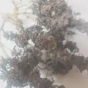 Zamnesia 🙏