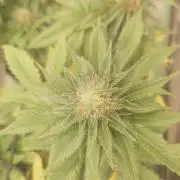 Gaseous green