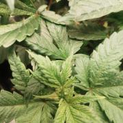 Gaseous green