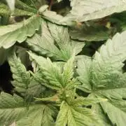 Gaseous green