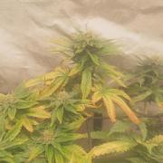 Gaseous green