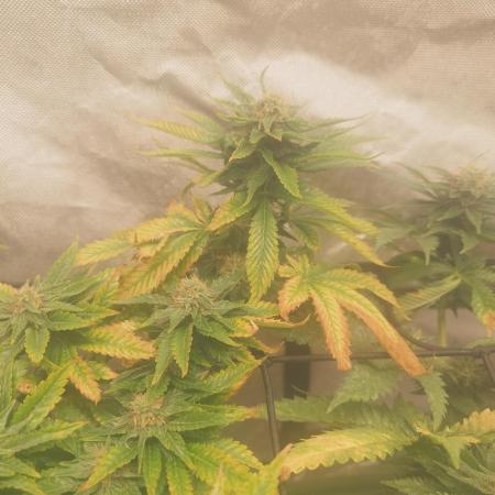Gaseous green