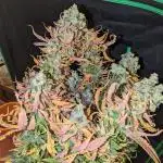 RQS Autumn cookies and ice cream 