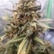 Sticky fruits