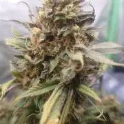 Sticky fruits