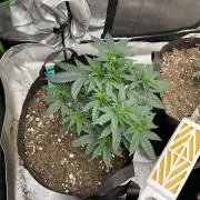 World breeders Hidden Vice