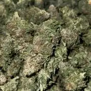 Sticky broccoli timelaps @ harvest