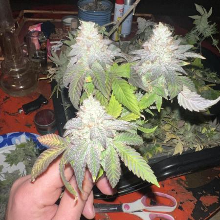 Mandarin cookies R3 Timelaps @ harvest