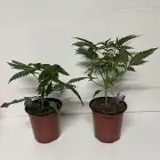 Sticky broccoli timelaps @ harvest