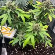 Hyperion F1 Timelapse at harvest