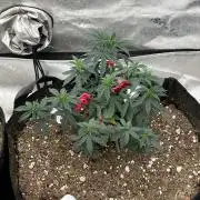 Ethos The Krux X GPA cookies #6
