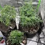 3 strain run will include Timelapse 👌