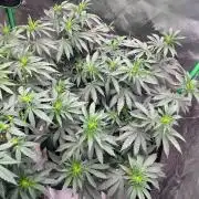 Ethos The Krux X GPA cookies #6