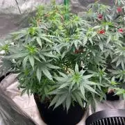 World breeders Hidden Vice