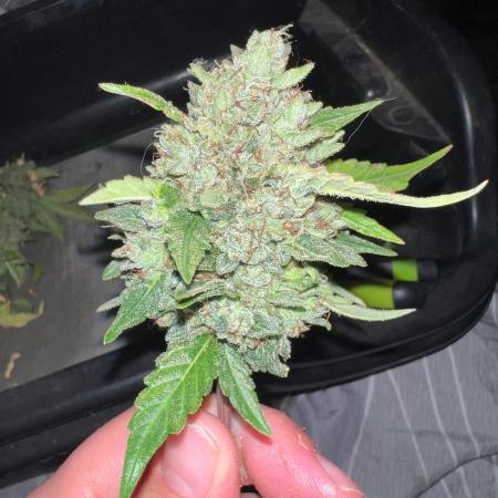 Hyperion F1 Timelapse at harvest