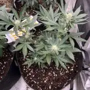 Hyperion F1 Timelapse at harvest