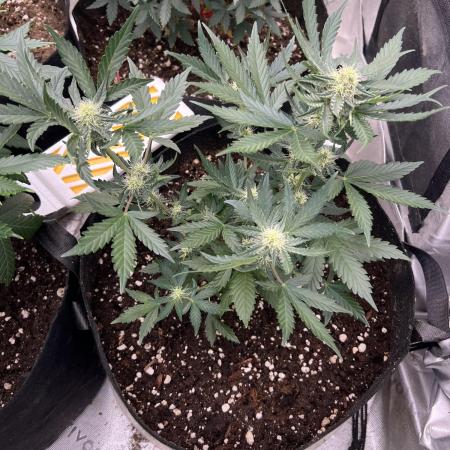 Hyperion F1 Timelapse at harvest