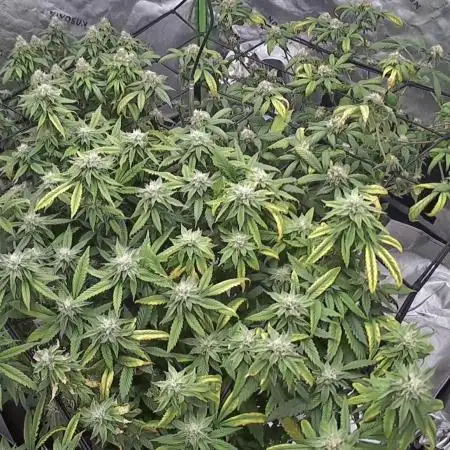 3 strain run will include Timelapse 👌