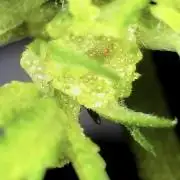 Mimosa x orange punch auto