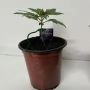 Sticky broccoli timelaps @ harvest