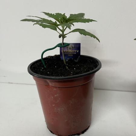 Sticky broccoli timelaps @ harvest