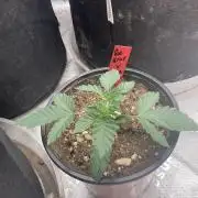 Ethos The Krux X GPA cookies #6