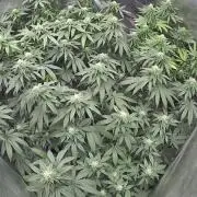 Ethos The Krux X GPA cookies #6