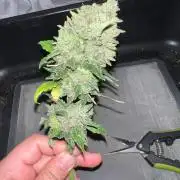 Hyperion F1 Timelapse at harvest