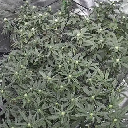 3 strain run will include Timelapse 👌