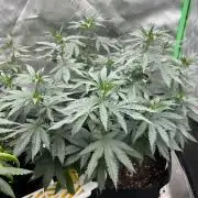 Ethos The Krux X GPA cookies #6