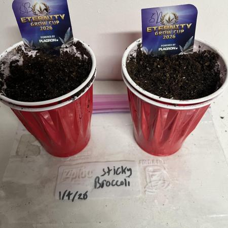 Sticky broccoli timelaps @ harvest