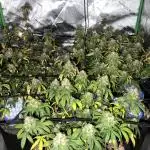 3 strain run will include Timelapse 👌