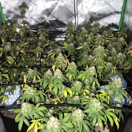 3 strain run will include Timelapse 👌