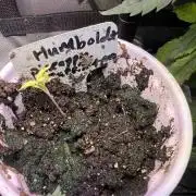 pineapple muffins timelapse @ harvest