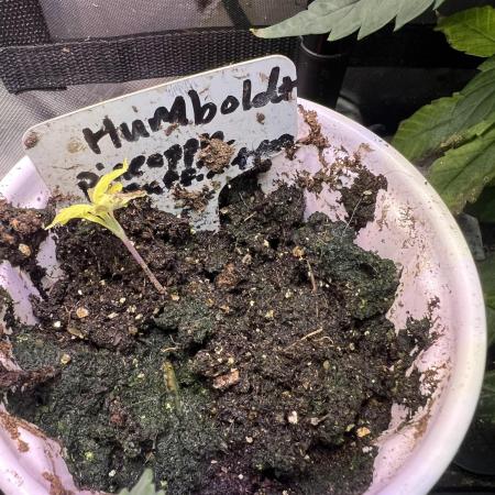 pineapple muffins timelapse @ harvest