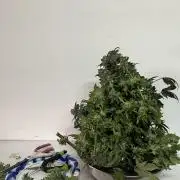 Mandarin cookies R3 Timelaps @ harvest