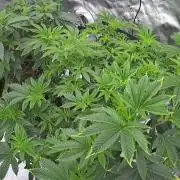 Mandarin cookies R3 Timelaps @ harvest