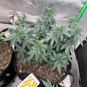 Ethos The Krux X GPA cookies #6