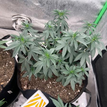 Ethos The Krux X GPA cookies #6