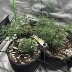 3 strain run will include Timelapse 👌