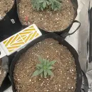 Hyperion F1 Timelapse at harvest