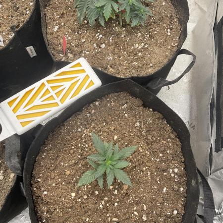 Hyperion F1 Timelapse at harvest
