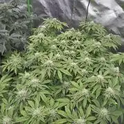 Mandarin cookies R3 Timelaps @ harvest