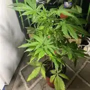 Sticky broccoli timelaps @ harvest