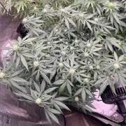 World breeders Hidden Vice