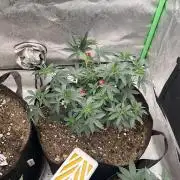 Ethos The Krux X GPA cookies #6
