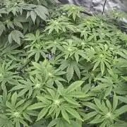 Mandarin cookies R3 Timelaps @ harvest
