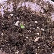 Hyperion F1 Timelapse at harvest