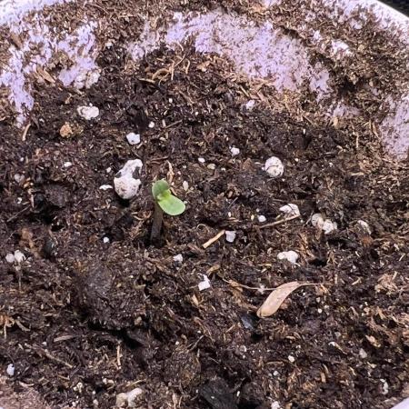 Hyperion F1 Timelapse at harvest
