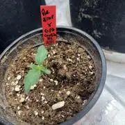Ethos The Krux X GPA cookies #6